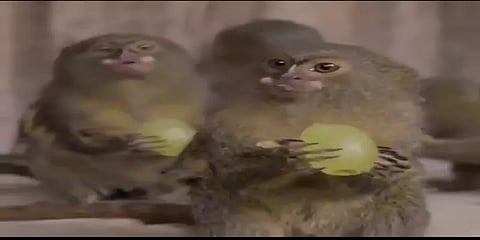 திராட்சை தின்னும் உலகின் சிறிய குரங்கு.. வைரலாகும் வீடியோ!