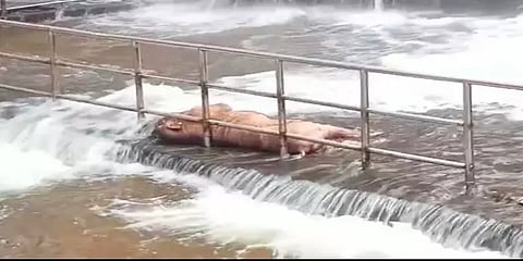 குற்றாலத்தில் காட்டாற்று வெள்ளம்; அடித்து வரப்பட்ட காட்டுப்பன்றி!