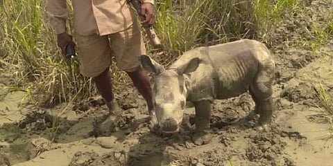 தாயைப் பிரிந்த காண்டாமிருகக் குட்டி: சேர்த்துவைக்க போராடும் பூங்கா நிர்வாகம்