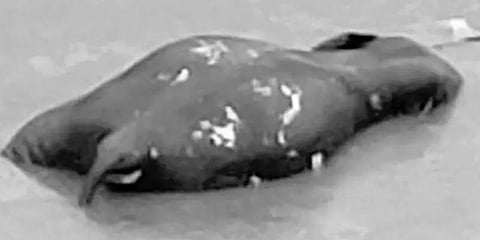 வெள்ளத்தால் நிலைகுலைந்த கேரளா : ஆற்றில் அடித்துசெல்லப்பட்ட யானை உடல்!