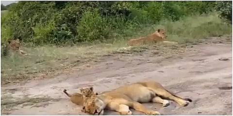 ’சிங்கக்குட்டியின் ஸ்னீக் லெவல் 100’ - வைரல் வீடியோ