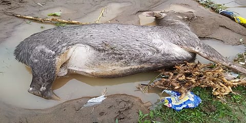நெஞ்சை பதற வைக்கும் காட்சிகள்.. மரணத்தை தழுவும் காட்டுயிர்கள்: கேரளாவின் சோகம்!