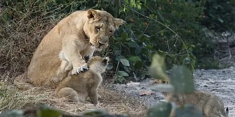 குட்டியுடன் சிங்கம் என்ன பேசியிருக்கும்!! - யூகிக்கும் நெட்டிசன்கள்!! வைரலான புகைப்படம்
