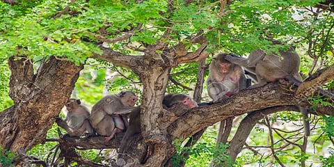 வெள்ளத்தில் சிக்கிய குரங்குகள் - போராடி மீட்கும் தீயணைப்பு வீரர்கள் !