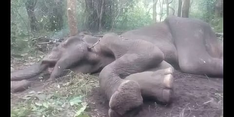 உயிருக்குப் போராடும் பெண் யானை... அலட்சியத்தில் வனத்துறை?