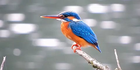 படர்ந்துவரும் சால்வினியா தாவரம் ! ஆபத்தில் கொடைக்கானல் ஏரி