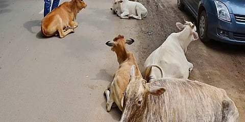 சத்தீஷ்கரில் மாட்டுச் சாணத்தை திருடும் கும்பல்!