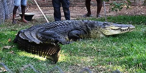 நிஜமாகவே கண்ணீர் விடும் முதலைகள்.. கடும் நிதி நெருக்கடியில் பூங்கா!!