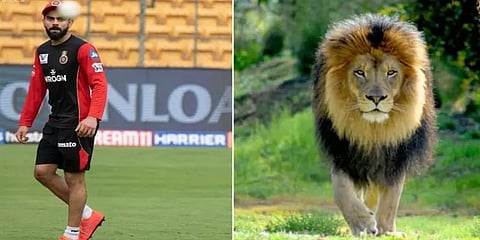 'கோலிக்கும் சிங்கத்திற்கும் இடையிலான வித்தியாசத்தை கண்டுபிடிக்கவும்' ஆர்.சி.பி சவால்