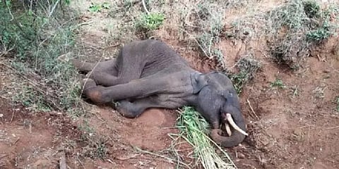 யானைகளின் மர்ம மரணங்கள்... காரணம் என்ன? ஆய்வாளர்கள் கருத்து