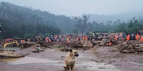 மூணாறு நிலச்சரிவில் சிக்கிய குடும்பத்தை தேடும் நன்றியுள்ள நாய்