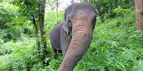 "பொறுமையா சாப்பிடுவோம்" இது யானையின் விருந்து !