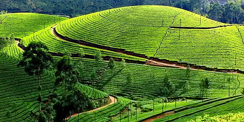 மேற்கு தொடர்ச்சி மலைக்கு என்னதான் நேர்ந்தது?..நம் பிள்ளைகளுக்கு சொல்ல மறந்த கதை..!!