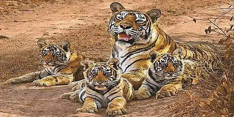 கொரோனா காலத்தில் உயிரியியல் பூங்காக்களின் தற்போதைய நிலை என்ன? விரிவான அலசல்