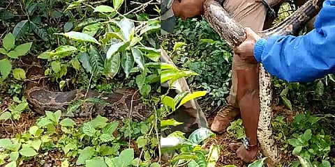 காலில் மிதிபட்ட 12 அடி மலைப்பாம்பு : அலறி ஓடிய தேயிலை தொழிலாளி