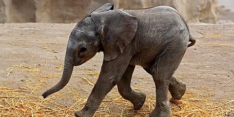 யானைக் குட்டிக்கு ZOOM எனப் பெயர் சூட்டிய பூங்கா! ஏன் தெரியுமா..?