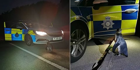 மக்களோடு மக்களாக வீதியில் சுற்றிய பென்குயின்: ஆச்சர்யத்தில் உறைந்த போலீஸ்