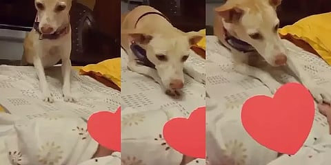 ''அன்பின் ஸ்பரிசம்'' - நகுலின் மனைவி ஸ்ருதி பகிர்ந்த நெகிழ்ச்சி வீடியோ!!