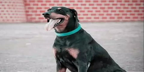 365 வழக்குகளை தீர்க்க உதவிய ‘ராக்கி’ நாய் மரணம் - சோகத்தில் மகாராஸ்டிரா போலீஸார்