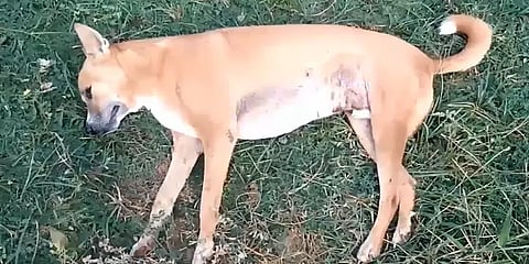 நாகை: நாய்க்கு விஷம் கொடுத்து கொன்றுவிட்டு மூதாட்டியை மிரட்டி நகை, பணம் கொள்ளை!