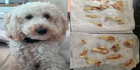 ரூ.9,800 பணத்தை சாப்பிட்ட செல்லநாய் - அதிர்ச்சியில் உரிமையாளர்