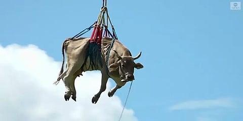 காயமடைந்த பசுவை ஹெலிகாப்டரில் மருத்துவமனைக்கு கொண்டு சென்ற விவசாயி! குவியும் பாராட்டு!!