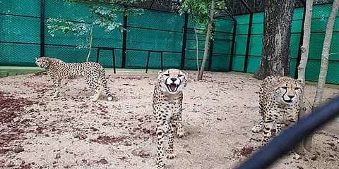 மைசூர் பூங்காவில் தனிமைப்படுத்தப்பட்ட 3 சிறுத்தைகள்..!