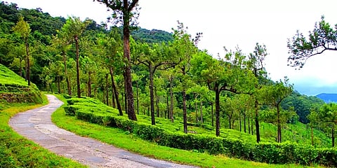 மாஞ்சோலையில் 3ஜி செல்போன் டவர் அமைக்க வனத்துறை எதிர்ப்பு!