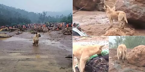 எஜமானின் 2 1/2 வயது குழந்தையை கண்டறிந்த குவி நாய் - மோப்ப நாய் படைபிரிவில் வேலை