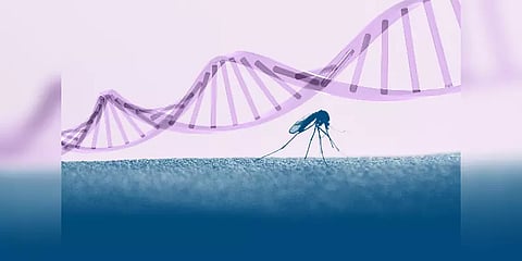 75 கோடி மரபணு மாற்றப்பட்ட கொசுக்களை வெளியிடும் அமெரிக்கா : காரணம் என்ன ?