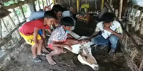 தரங்கம்பாடி அருகே பால் வியாபாரியின் 6 பசுக்கள் உயிரிழப்பு - சோகத்தில் கிராமம்