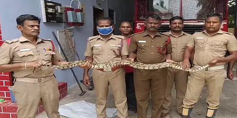 பழனியில் தோட்டத்தில் சுற்றிய 6 அடி நீள மலைப்பாம்பு: வனத்தில் விட்ட தீயணைப்புத் துறையினர்.