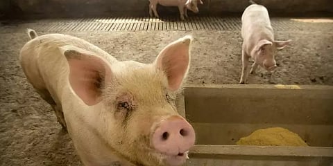 கொரோனா வார்டில் சுற்றித் திரிந்த பன்றிகள் - அதிர்ச்சியடைந்த நோயாளிகள்