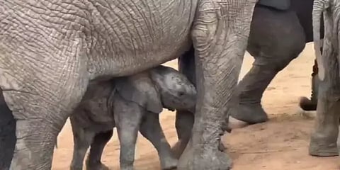 தாய் யானையை சுற்றி சுற்றி விளையாடும் ஒரு வயதே ஆன குட்டி யானை - க்யூட்டான வீடியோ