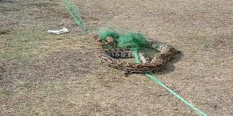 விருதுநகரில் மீனுக்கு விரித்த வலையில் சிக்கிய 10அடி நீள மலைப்பாம்பு...