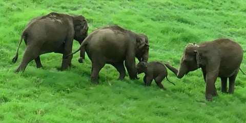 யானைத்தந்தங்கள், சந்தன மரங்கள் கடத்தல்; ஆதிவாசி பெண் கொல்லப்பட்ட வழக்கில் திருப்பம்