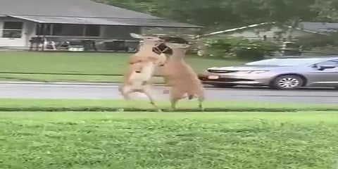 சாலையில் சண்டையிட்டுக் கொள்ளும் மான்கள்! வைரலாகும் வீடியோ