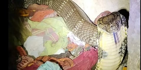 வீட்டிற்குள் புகுந்த் 10 அடி நீளமுள்ள ராஜநாகம்... அலறியடித்து ஓடிய குடும்பத்தினர்