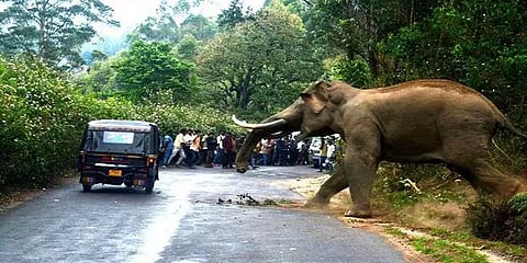 யானை-மனித மோதல்களை சமாளிப்பது எப்படி?: அறிக்கையை தாக்கல் செய்ய பசுமை தீர்ப்பாயம் உத்தரவு