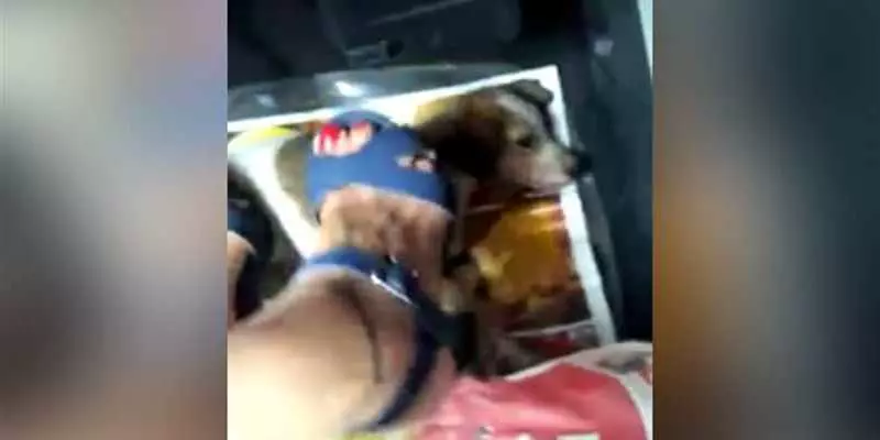 ஓடும் காரில் நாய்க்குட்டியை செருப்பு கால்களால் எட்டி உதைக்கும் பெண்?: வைரலான வீடியோ