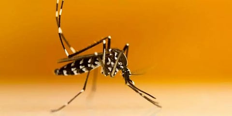 டெங்கு கொசுக்களோடு மல்லுக்கட்ட வோல்பாசியா கொசுக்களை களமிறக்கிய சிங்கப்பூர்