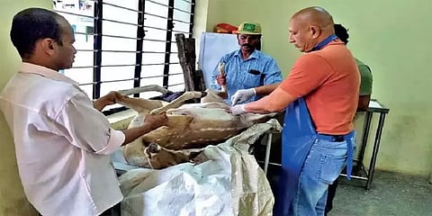 காட்டு நாய்களால் துரத்தப்படும் மான்கள்.. பெங்களூருவில் துன்பியல் சம்பவம்