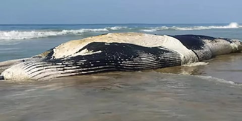 இராமநாதபுரம்: இறந்த நிலையில் கரை ஒதுங்கிய அரியவகை ராட்சத திமிங்கலம்