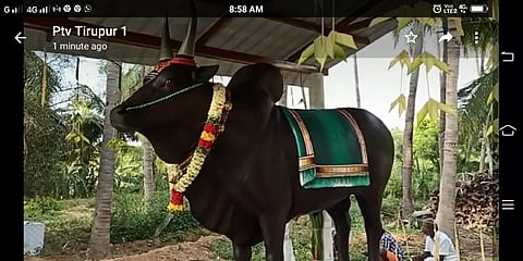 'நினைவாலே சிலைசெய்து உனக்காக வைத்தேன்'... காளையின் நினைவாக சிலைவைத்த விவசாயி...!