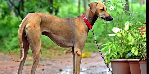 பிரதமரின் கவனம் ஈர்த்த சிப்பிப்பாறை நாய்களின் ஸ்பெஷல் என்ன தெரியுமா?