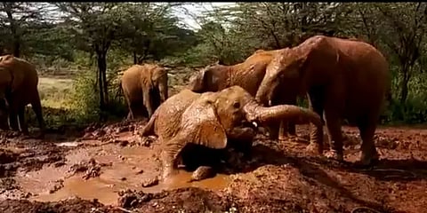மனிதர்கள் போல் சேற்றில் புரண்டு கும்மாளமிடும் யானைகள்.. வீடியோ