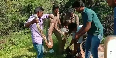 பிடிக்க வந்தவர் மீது சீறி சீறி பாய்ந்த 12 அடி நீள மலைப்பாம்பு!