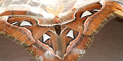 கொடைக்கானலில் உலகின் மிகப்பெரிய அட்லஸ் அந்துப்பூச்சி... வியப்பில் விஞ்ஞானிகள்..!