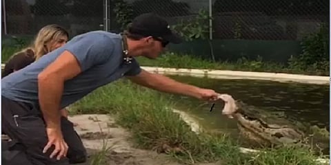 பலமுறை உணவைத் தவறவிடும் முதலை... சங்கடத்தை ஏற்படுத்தும் வைரல் வீடியோ