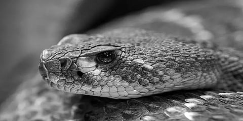 ஒரு சிறுவனை எட்டு முறை கொத்திய பாம்பு... உ.பி.யில் நடந்த ஓர் ஆச்சரியமான ஆபத்து